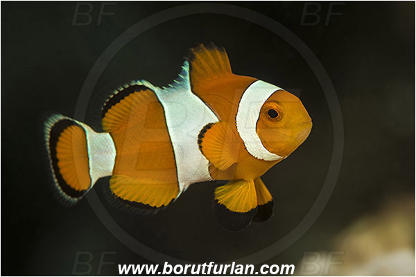 Teluk Pedang, Flores, Indonesia, Amphiprion ocellaris, Amphiprion, Pomacentridae, False Anemonefish, Anemonefish, Clownfish, Fish