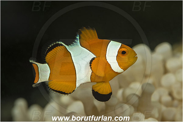 Teluk Pedang, Flores, Indonesia, Amphiprion ocellaris, Amphiprion, Pomacentridae, False Anemonefish, Anemonefish, Clownfish, Fish
