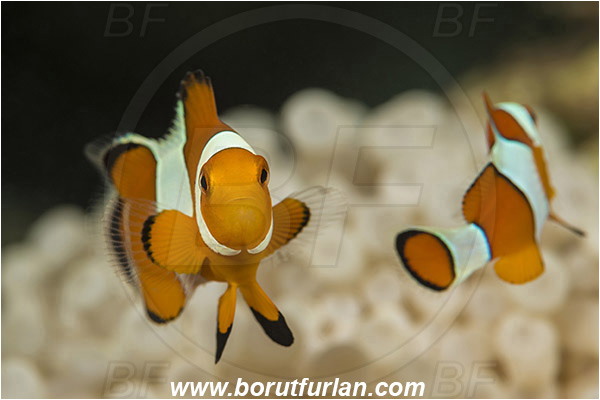 Teluk Pedang, Flores, Indonesia, Amphiprion ocellaris, Amphiprion, Pomacentridae, False Anemonefish, Anemonefish, Clownfish, Fish