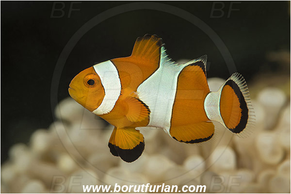 Teluk Pedang, Flores, Indonesia, Amphiprion ocellaris, Amphiprion, Pomacentridae, False Anemonefish, Anemonefish, Clownfish, Fish