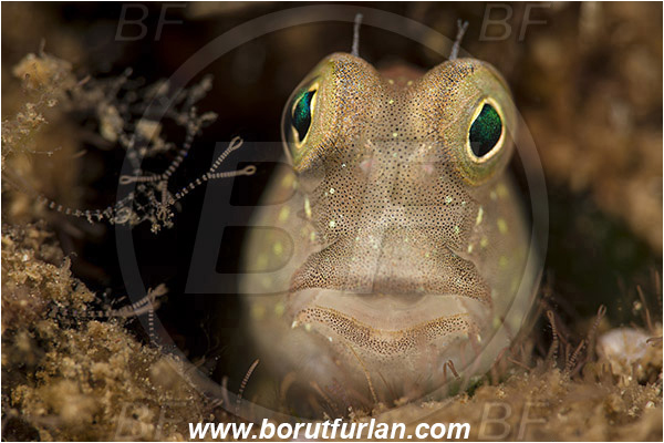 Teluk Pedang, Flores, Indonesia, Blenniidae, Blenny, Fish, Portrait, Unidentified