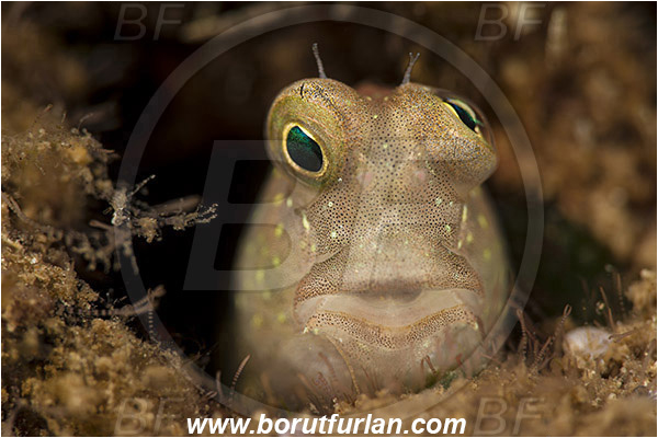Teluk Pedang, Flores, Indonesia, Blenniidae, Blenny, Fish, Portrait, Unidentified