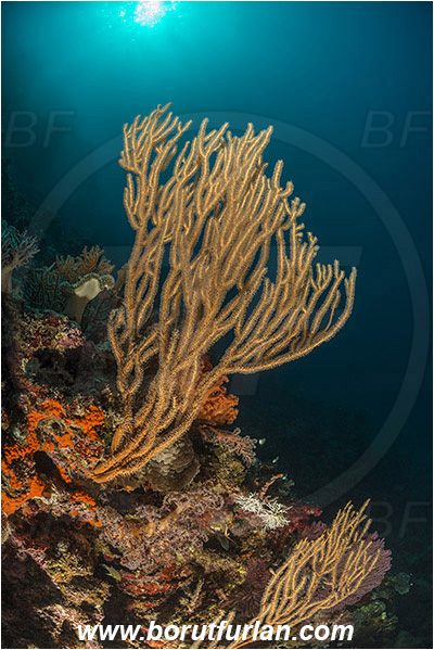 Dambilah, Flores, Indonesia, Sea fan, Coral, Cnidaria, Unidentified, Cnidarian, Reef