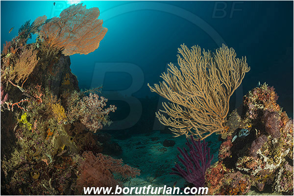Dambilah, Flores, Indonesia, Sea fan, Coral, Cnidaria, Unidentified, Cnidarian, Reef