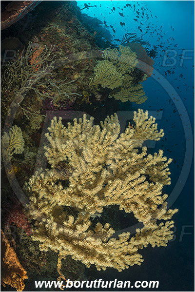 Dambilah, Flores, Indonesia, Siphonogorgia sp., Siphonogorgia, Nidaliidae, Sea fan, Coral, Cnidaria, Cnidarian, Reef