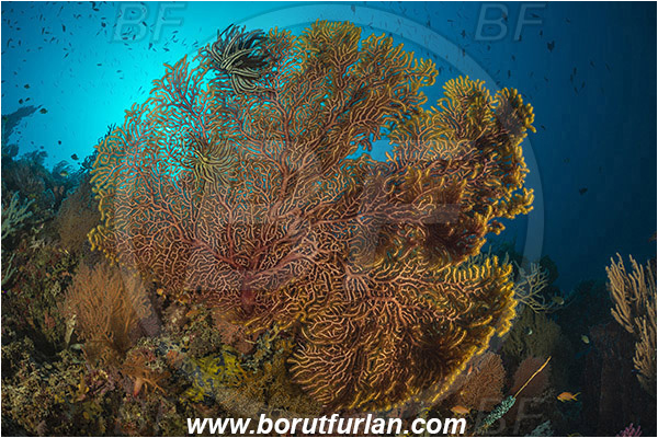 Dambilah, Flores, Indonesia, Euplexaura sp., Euplexaura, Plexauridae, Sea fan, Coral, Cnidaria, Cnidarian, Reef