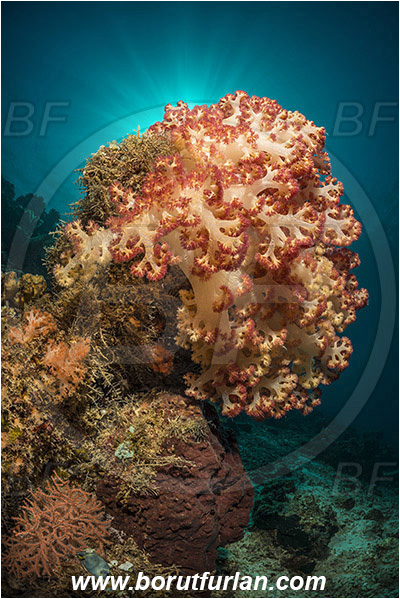 Dambilah, Flores, Indonesia, Dendronephthya sp., Dendronephthya, Nephtheidae, Soft coral, Coral, Anthozoa, Cnidaria, Cnidarian, Reef