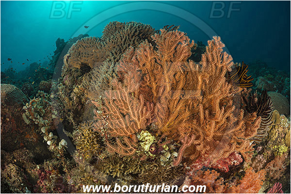 Dambilah, Flores, Indonesia, Sea fan, Coral, Cnidaria, Unidentified, Cnidarian, Reef
