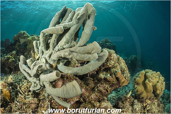 Dambilah, Flores, Indonesia, Callyspongia sp., Callyspongia, Callyspongiidae, Porifera, Vase Sponge, Sponge, Reef