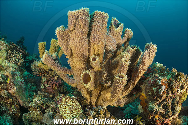 Tanjung Darat, Flores, Indonesia, Callyspongia sp., Callyspongia, Callyspongiidae, Porifera, Vase sponge, Sponge, Reef