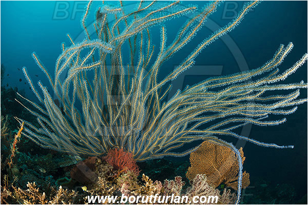 Tanjung Darat, Flores, Indonesia, Sea fan, Coral, Cnidaria, Unidentified, Cnidarian, Reef