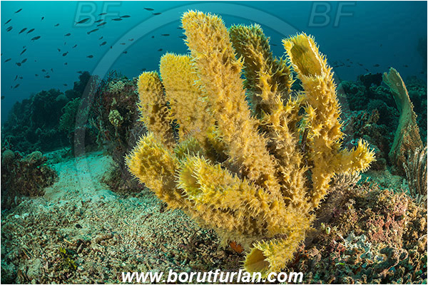 Tanjung Darat, Flores, Indonesia, Callyspongia sp., Callyspongia, Callyspongiidae, Porifera, Vase sponge, Sponge, Reef
