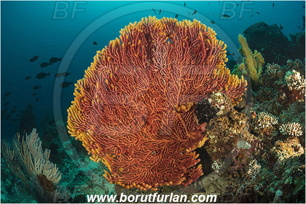 Tanjung Darat, Flores, Indonesia, Euplexaura sp., Euplexaura, Plexauridae, Sea fan, Coral, Cnidaria, Cnidarian, Reef