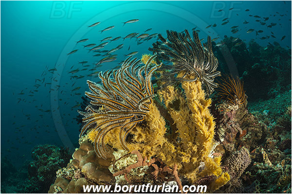 Tanjung Darat, Flores, Indonesia, Callyspongia sp., Callyspongia, Callyspongiidae, Porifera, Vase sponge, Sponge, Crinoid, Crinoidea, Feather star, Echinodermata, Echinoderm, Reef, Fish school