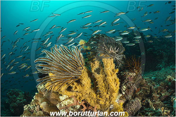 Tanjung Darat, Flores, Indonesia, Callyspongia sp., Callyspongia, Callyspongiidae, Porifera, Vase sponge, Sponge, Crinoid, Crinoidea, Feather star, Echinodermata, Echinoderm, Reef, Fish school
