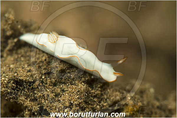Teluk Pedang, Flores, Indonesia, Thorunna furtiva, Thorunna, Chromodorididae, Dorid nudibranch, Nudibranch, Sea slug, Gastropoda, Mollusca