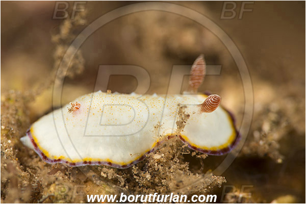 Teluk Pedang, Flores, Indonesia, Goniobranchus verrieri, Goniobranchus, Chromodorididae, Dorid nudibranch, Nudibranch, Sea slug, Gastropoda, Mollusca