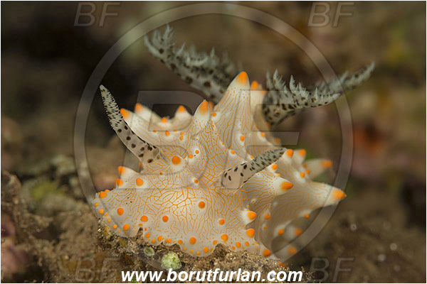 Teluk Pedang, Flores, Indonesia, Halgerda malesso, Halgerda, Discodorididae, Halgerda nudibranch, Nudibranch, Sea slug, Gastropoda, Mollusca