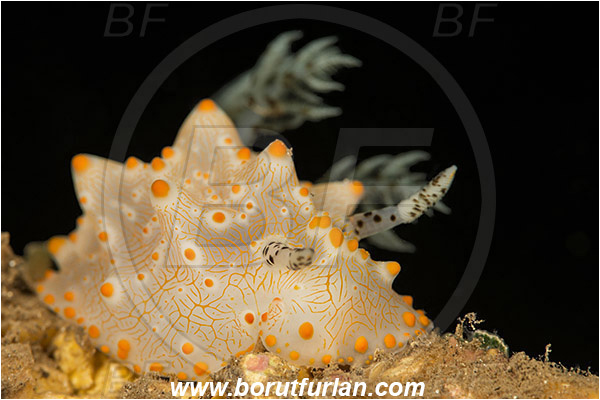 Teluk Pedang, Flores, Indonesia, Halgerda malesso, Halgerda, Discodorididae, Halgerda nudibranch, Nudibranch, Sea slug, Gastropoda, Mollusca