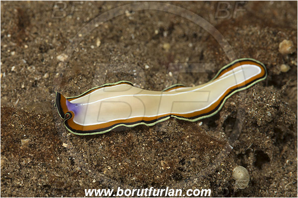 Teluk Pedang, Flores, Indonesia, Pseudoceros bimarginatus, Pseudoceros, Pseudocerotidae, Flatworm, Platyhelminthes
