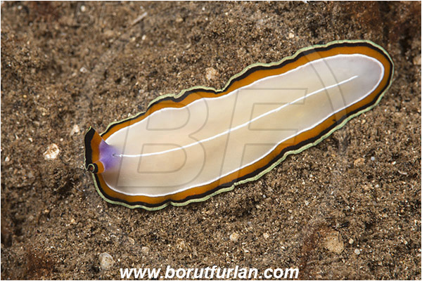 Teluk Pedang, Flores, Indonesia, Pseudoceros bimarginatus, Pseudoceros, Pseudocerotidae, Flatworm, Platyhelminthes