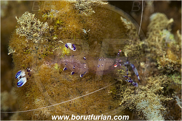 Teluk Pedang, Flores, Indonesia, Ancylomenes sarasvati, Ancylomenes, Palaemonidae, Decapoda, Crustacea, Crustacean, Sarasvati Anemone Shrimp, Cleaner Shrimp, Shrimp