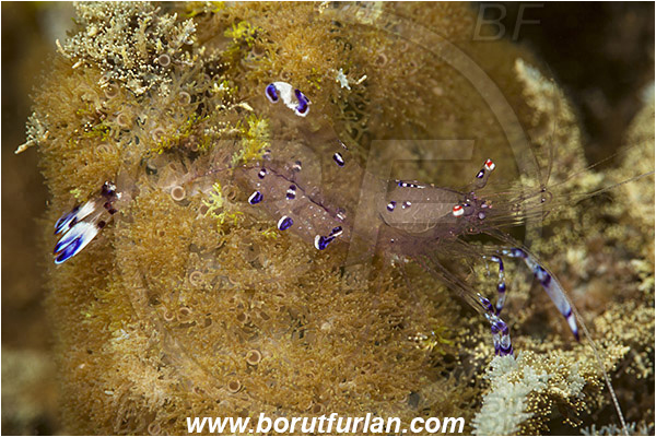 Teluk Pedang, Flores, Indonesia, Ancylomenes sarasvati, Ancylomenes, Palaemonidae, Decapoda, Crustacea, Crustacean, Sarasvati Anemone Shrimp, Cleaner Shrimp, Shrimp