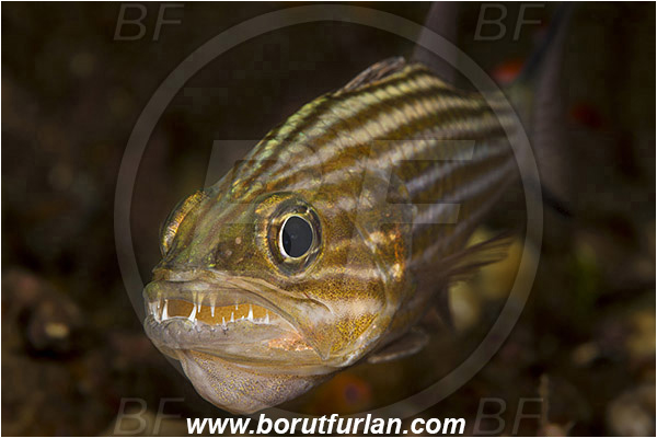Teluk Pedang, Flores, Indonesia, Cheilodipterus macrodon, Cheilodipterus, Apogonidae, Large-toothed Cardinalfish, Cardinalfish, Fish, Portrait, Eggs