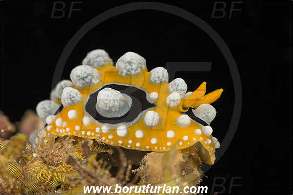 Teluk Pedang, Flores, Indonesia, Phyllidia ocellata, Phyllidia, Phyllidiidae, Ocellated Phyllidia, Nudibranch, Sea slug, Gastropoda, Mollusca, Mollusc