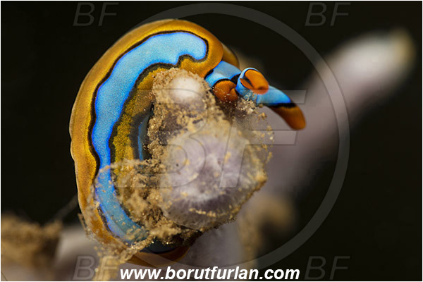 Teluk Pedang, Flores, Indonesia, Thuridilla lineolata, Thuridilla, Plakobranchidae, Orange-edged sapsucking slug, Nudibranch, Sea slug, Gastropoda, Mollusca