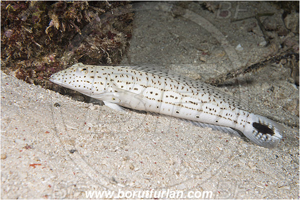 Dambilah, Flores, Indonesia, Parapercis hexophtalma, Parapercis, Pinguipedidae, Speckled Sandperch, Sandperch, Fish
