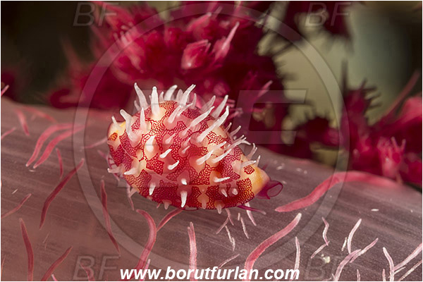 Dambilah, Flores, Indonesia, Diminovula stigma, Diminovula, Ovulidae, Cowry, Sea snail, Gastropoda, Mollusca, Mollusc