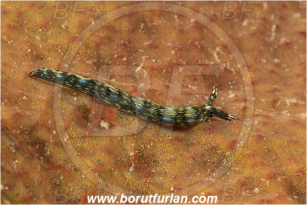 Dambilah, Flores, Indonesia, Thuridilla gracilis, Thuridilla, Plakobranchidae, Bayer