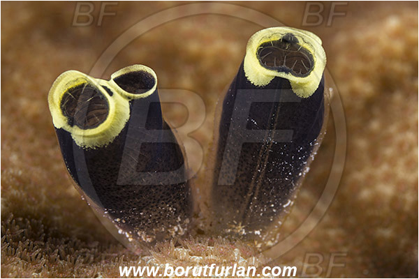 Dambilah, Flores, Indonesia, Clavelina robusta, Clavelina, Colony of Tunicates, Ascidiacea, Tunicata, Tunicate, Clavelinidae