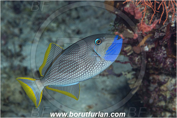 Pulau Babi, Flores, Indonesia, Xanthichthys auromarginatus, Xanthichthys, Balistidae, Gilded Triggerfish, Blue Jaw Triggerfish, Triggerfish, Fish