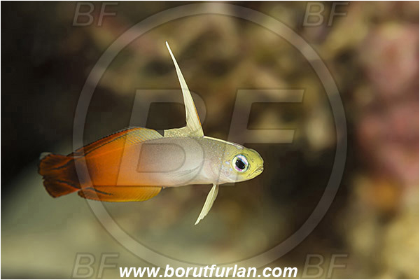 Pulau Babi, Flores, Indonesia, Nemateleotris magnifica, Nemateleotris, Microdesmidae, Red Fire Goby, Fire Goby, Fish