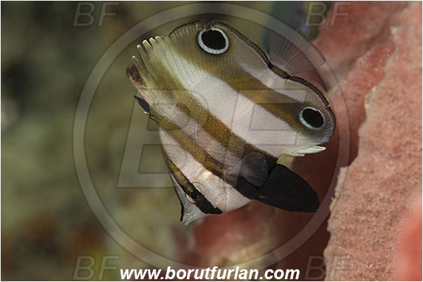 Pulau Babi, Flores, Indonesia, Coradion melanopus, Coradion, Chaetodontidae, Twospot coralfish, Butterflyfish, Fish