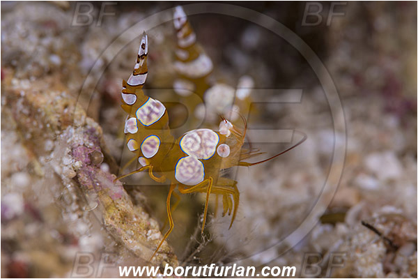 Pulau Babi, Flores, Indonesia, Thor amboinensis, Thor, Thoridae, Decapoda, Ambonian Shrimp, Shrimp, Crustacea, Crustacean