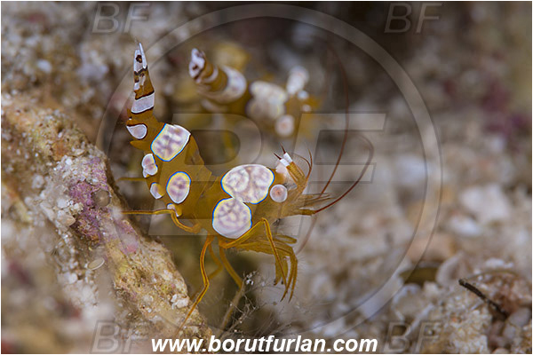Pulau Babi, Flores, Indonesia, Thor amboinensis, Thor, Thoridae, Decapoda, Ambonian Shrimp, Shrimp, Crustacea, Crustacean