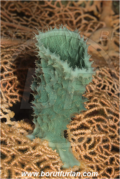 Pulau Babi, Flores, Indonesia, Callyspongia sp., Callyspongia, Callyspongiidae, Porifera, Vase sponge, Sponge