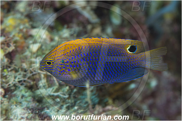 Pulau Babi, Flores, Indonesia, Pomacentrus vaiuli, Pomacentrus, Pomacentridae, Ocellate Damselfish, Princess Damselfish, Damselfish, Fish
