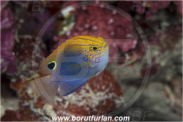 Pulau Babi, Flores, Indonesia, Pomacentrus vaiuli, Pomacentrus, Pomacentridae, Ocellate Damselfish, Princess Damselfish, Damselfish, Fish