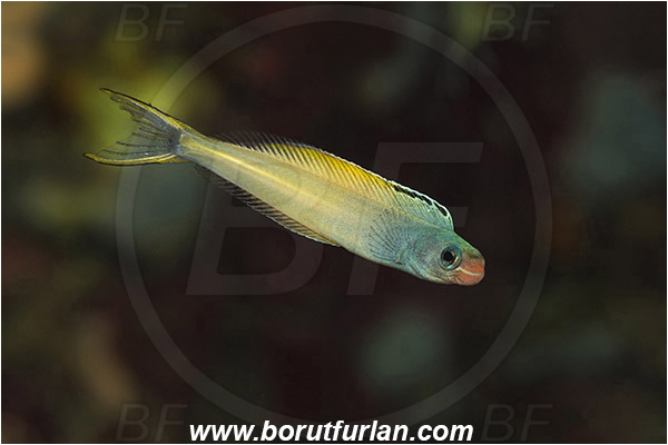 Pulau Babi, Flores, Indonesia, Plagiotremus laudandus, Plagiotremus, Blenniidae, Bicolour fangblenny, Blenny, Fish