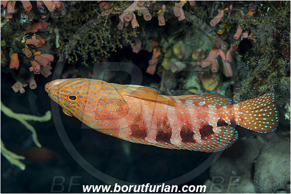 Pulau Babi, Flores, Indonesia, Cephalopholis sexmaculata, Cephalopholis, Serranidae, Six-Banded Grouper, Grouper, Fish