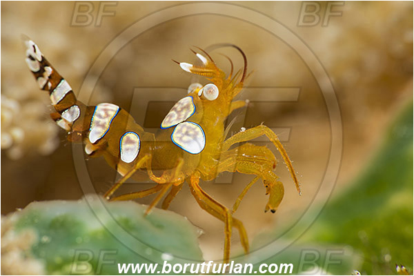 Pura, Alor, Indonesia, Thor amboinensis, Thor, Thoridae, Decapoda, Ambonian Shrimp, Shrimp, Crustacea, Crustacean