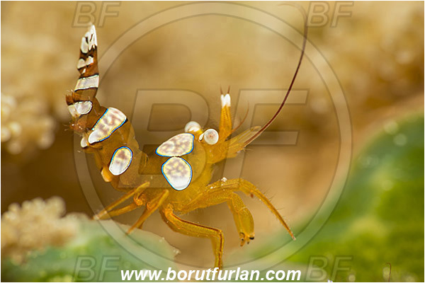 Pura, Alor, Indonesia, Thor amboinensis, Thor, Thoridae, Decapoda, Ambonian Shrimp, Shrimp, Crustacea, Crustacean