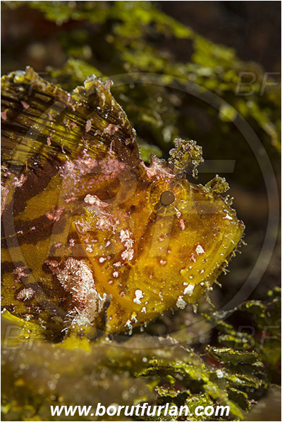 Pura, Alor, Indonesia, Taenianotus triacanthus, Taenianotus, Scorpaenidae, Leaf Scorpionfish, Scorpionfish, Fish, Portrait