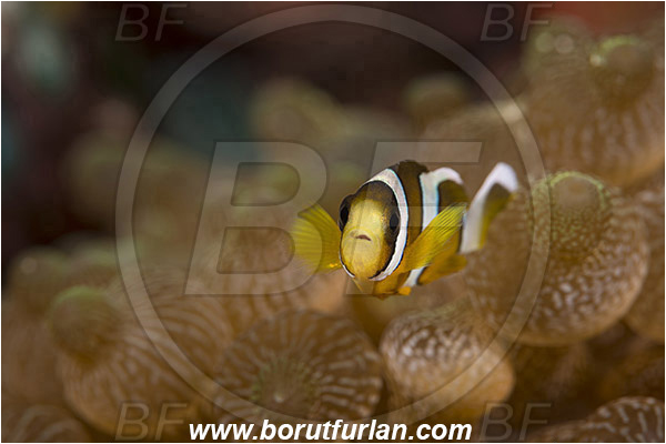 Pura, Alor, Indonesia, Amphiprion tricinctus, Amphiprion, Pomacentridae, Three-band anemonefish, Anemonefish, Three-band clownfish, Clownfish, Fish