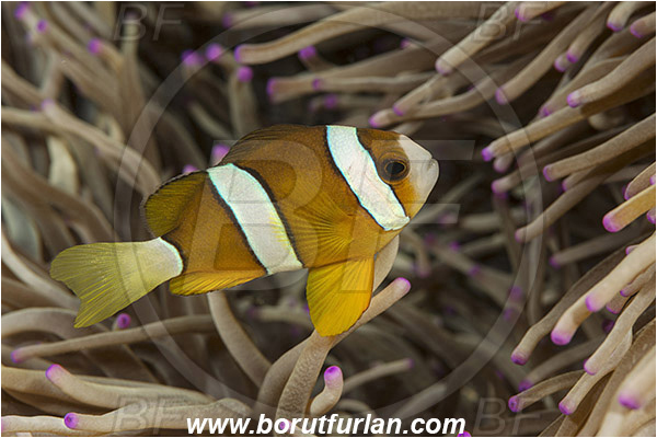 Pura, Alor, Indonesia, Amphiprion tricinctus, Amphiprion, Pomacentridae, Three-band anemonefish, Anemonefish, Three-band clownfish, Clownfish, Fish