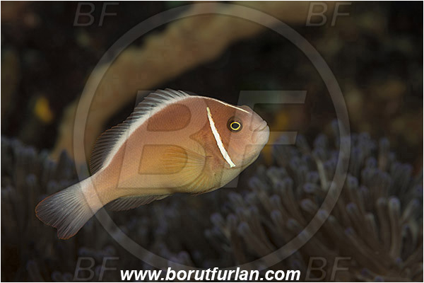 Pura, Alor, Indonesia, Amphiprion perideraion, Amphiprion, Pomacentridae, Pink Anemonefish, Anemonefish, Clownfish, Fish